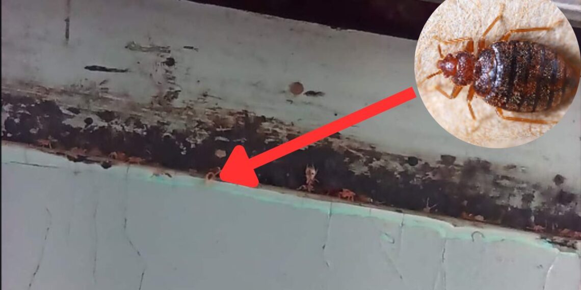 Alertan de chinches en el interior del Metro, en CDMX