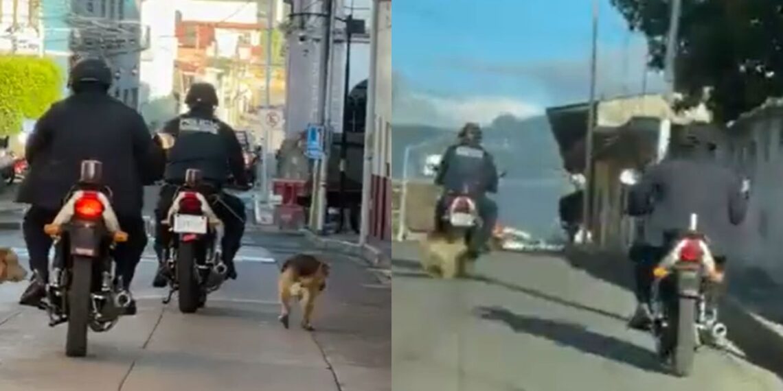 Captan a policía arrastrar a perrito en Jalalcingo, Veracruz