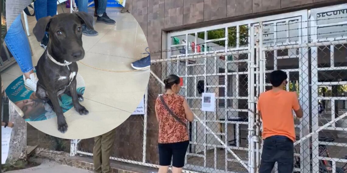 Perrita es abusada sexualmente por alumnos de secundaria en Sinaloa