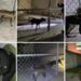 Rescatan a 8 perritos que sufrían violencia en Cuautitlán Izcalli, Edomex