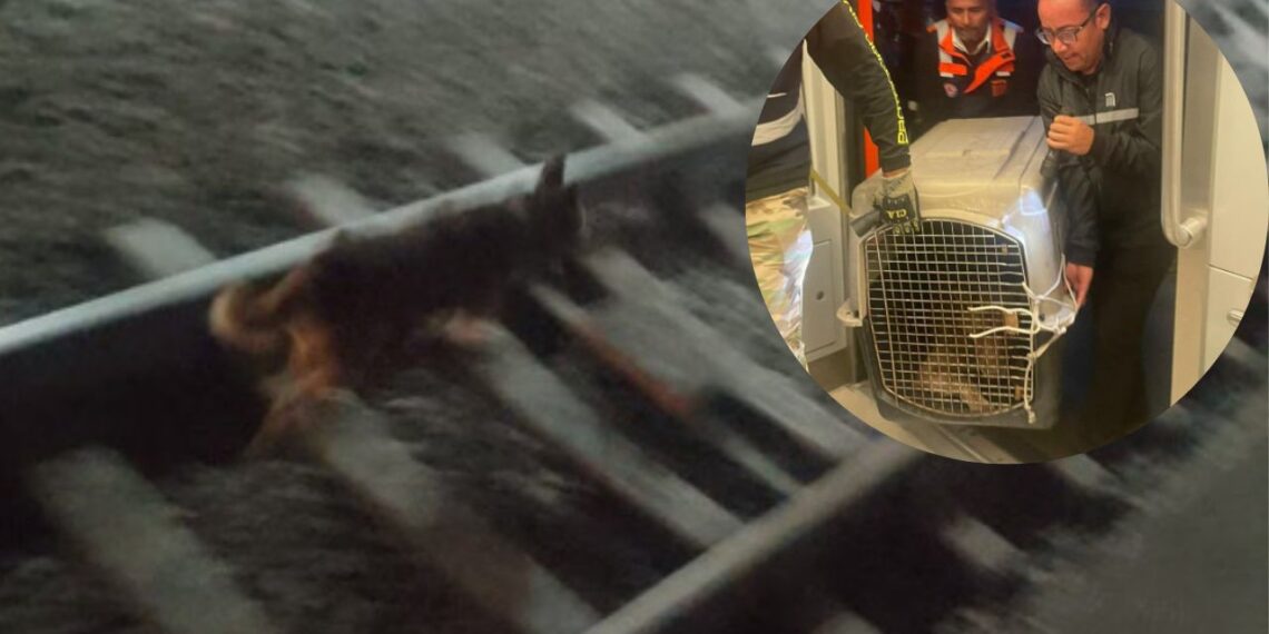 Rescatan a lomito que bajó a las vías del Metro en la Línea 12