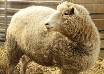 Murió Ian Wilmut, ‘padre’ de la oveja ‘Dolly’, a los 79 años