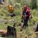 Plantan cien mil árboles en el Ajusco para reforestas zona afectada por tala
