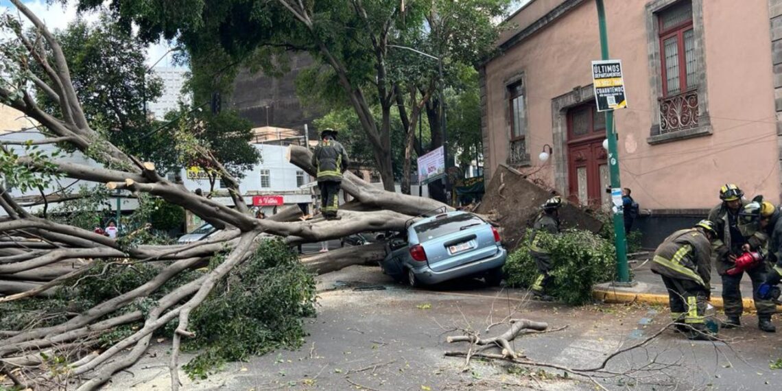 Enorme árbol cae sobre auto en la colonia Juárez