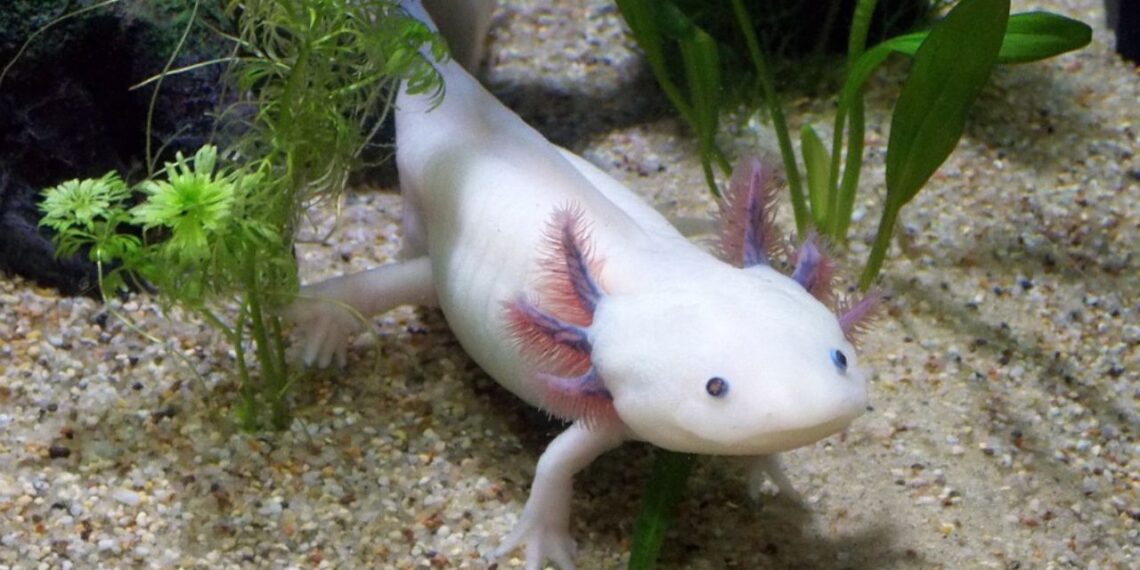 Chapultepec se llenará de Ajolotes coloridos