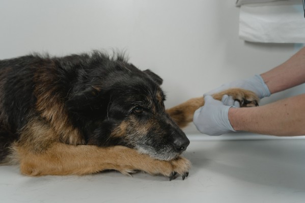 La despedida también es bienestar: ¿Cómo afrontar la decisión de dejar partir a una mascota?