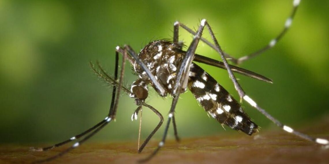 Aumentan casos de dengue en Quintana Roo: Última muerte, un niño de seis años