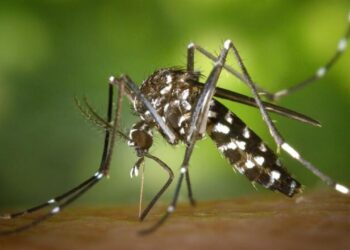 Aumentan casos de dengue en Quintana Roo: Última muerte, un niño de seis años