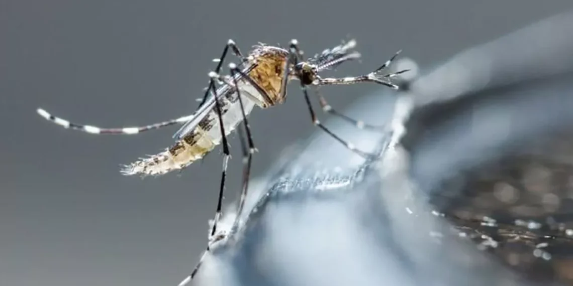 Ante incremento de casos de dengue, piden en el Senado informe sobre acciones para evitar su propagación