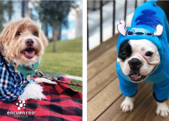 Celebra el Día del Perro en los mejores lugares y consiéntelo como se merece