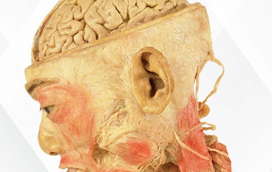 Regresa a CDMX LA EXPO "OUR BODY, EL UNIVERSO DENTRO", una ventana a la maravilla del cuerpo humano