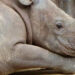 Nació rinoceronte de Sumatra, especie en peligro de extinción; así luce