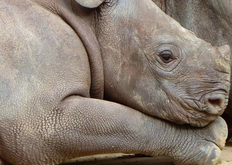 Nació rinoceronte de Sumatra, especie en peligro de extinción; así luce