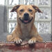Dos años después, ‘Chicles’ el perro maratonista se reencuentra con su hija