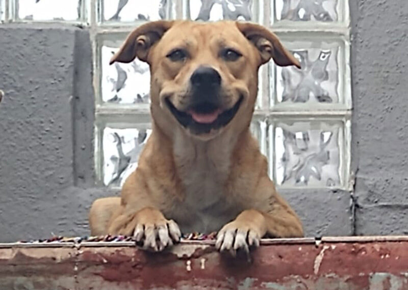 Dos años después, ‘Chicles’ el perro maratonista se reencuentra con su hija