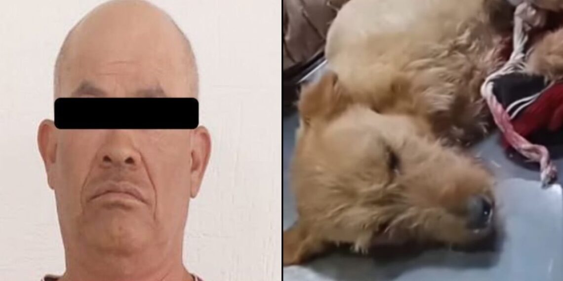 Detienen a hombre que le destrozó la patita a un perrito en Edomex