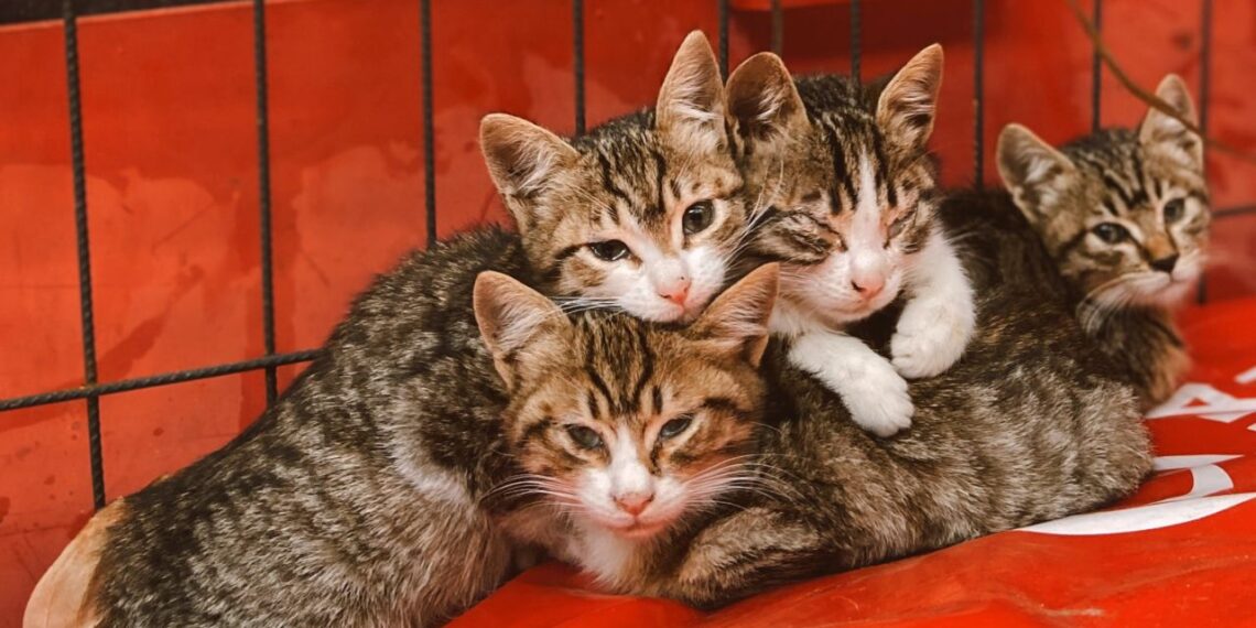 En China rescatan a más de mil gatitos que serían vendidos como carne de cerdo