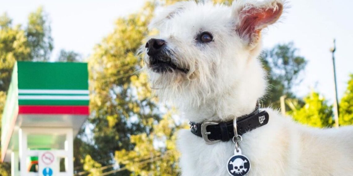 Muere envenenado Gasolín, perrito que trabajaba en una gasolinera de Tecate,BC