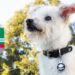 Muere envenenado Gasolín, perrito que trabajaba en una gasolinera de Tecate,BC