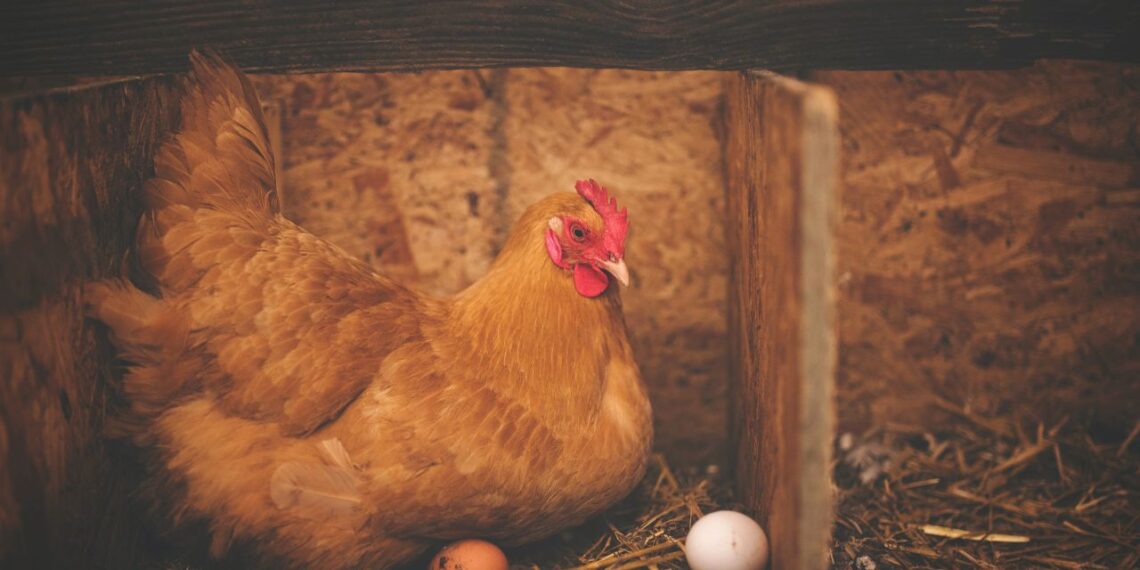 Detecta México primer caso de Influenza Aviar en Sonora