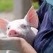 Necesarios el Humanismo y Principios Éticos en el Bienestar Animal Porcícola