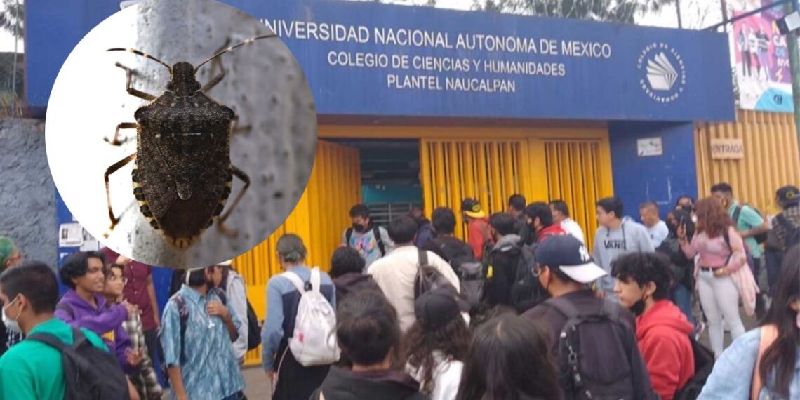 Chinches llegan hasta CCH: suspenden clases por fumigación