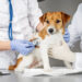 Conoce una nueva forma de atender la salud de tus perros y gatos sin salir de casa