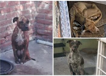 Rosa Icela Rodríguez presenta decálogo de acciones contra el maltrato animal