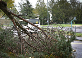 Árbol derribado por paso de ‘Ciarán’ en Bélgica mata a turista; tormenta deja 5 muertos en Europa