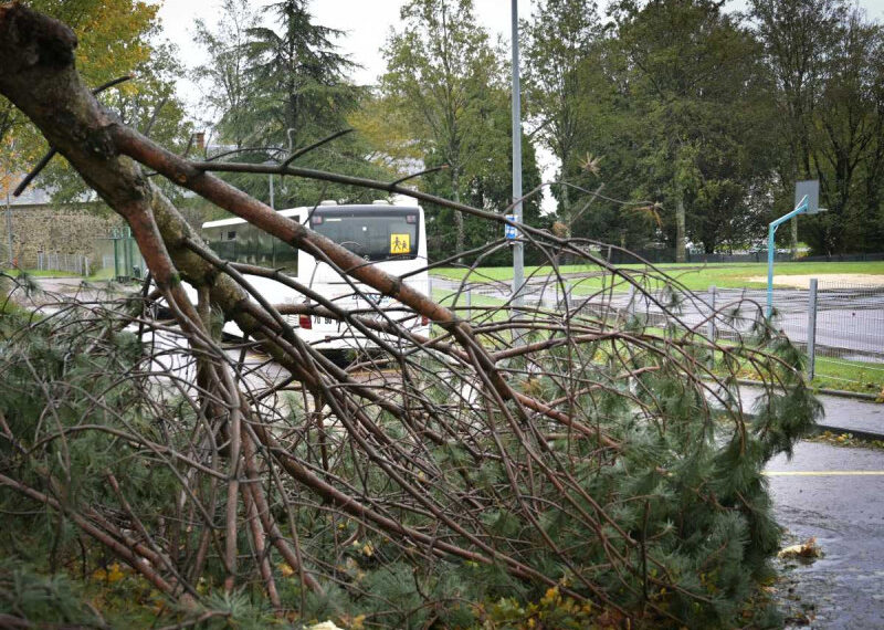 Árbol derribado por paso de ‘Ciarán’ en Bélgica mata a turista; tormenta deja 5 muertos en Europa