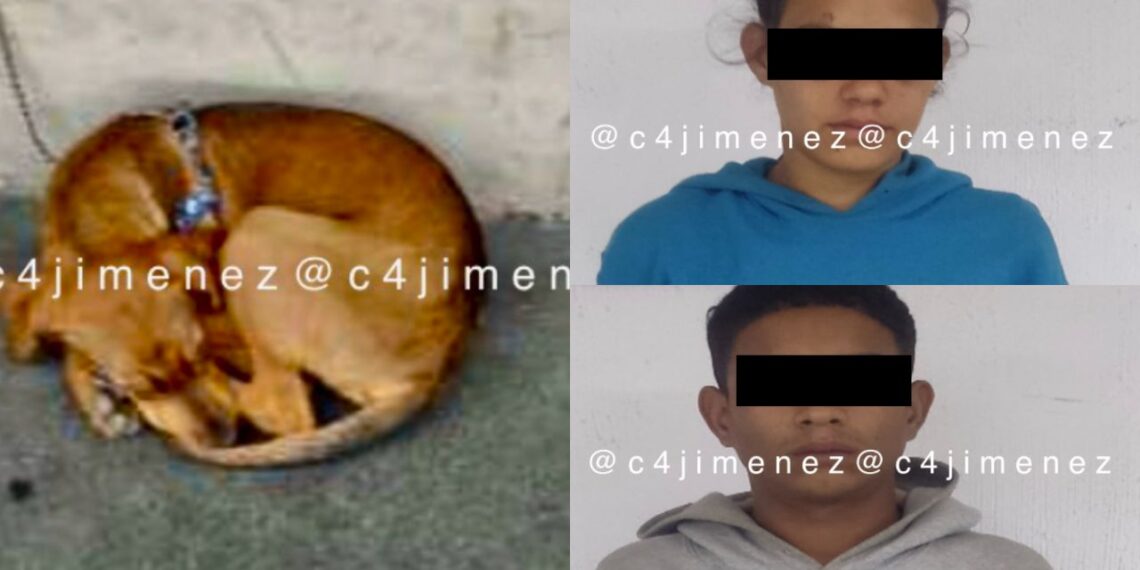 Arrestan a 2 venezolanos tras apalear a perro en la Cuauhtémoc