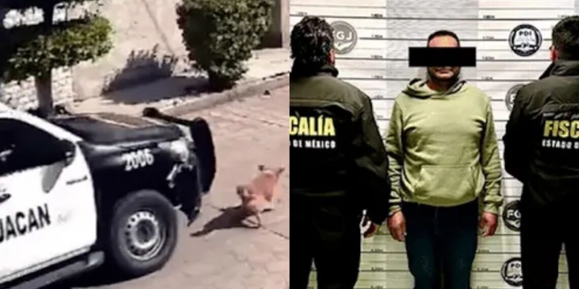 Detienen a policía que atropelló a “Peluche” en calles de Chimalhuacán