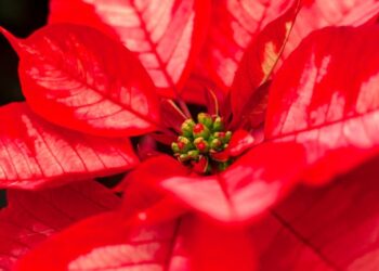 Alistan floricultores cosecha de Nochebuena para cubrir próxima demanda nacional: Agricultura