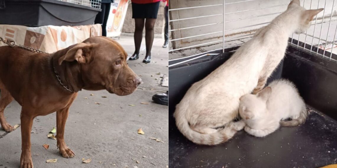 Rescatan a 15 gatitos y un perro en calles de Azcapotzalco