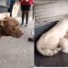 Rescatan a 15 gatitos y un perro en calles de Azcapotzalco