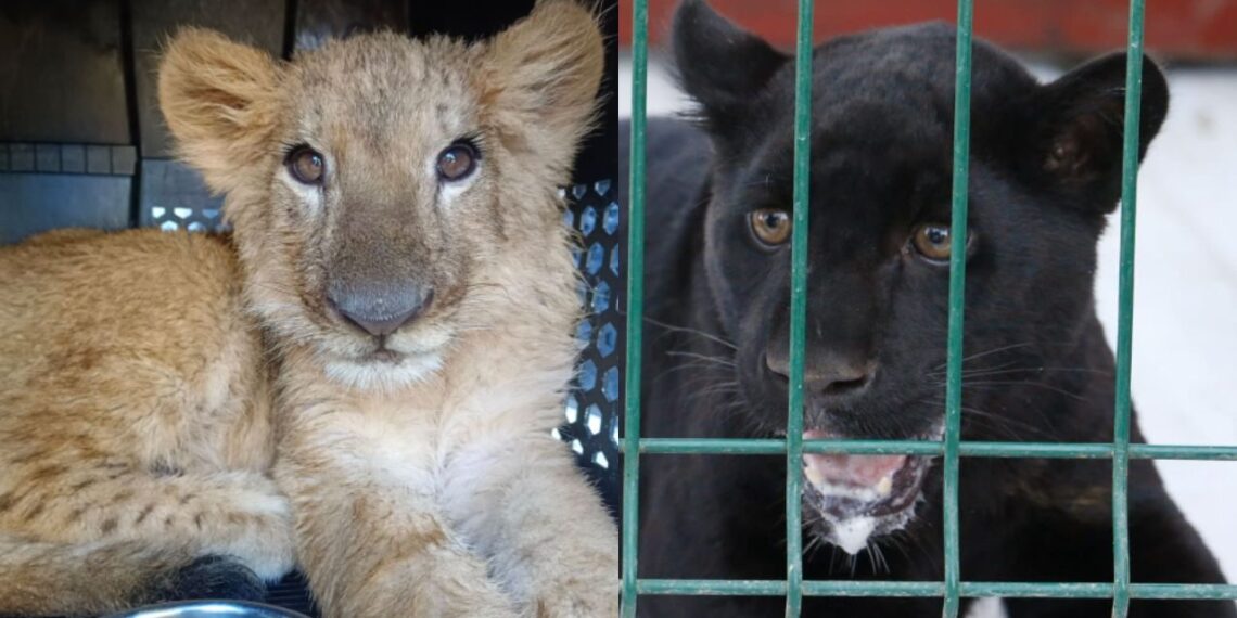 Rescatan a 3 cachorros de felinos tras operativo en Michoacán