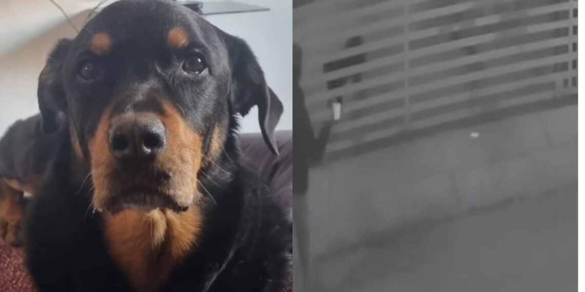 Hombre rocía ácido a perrito en Nogales, Sonora