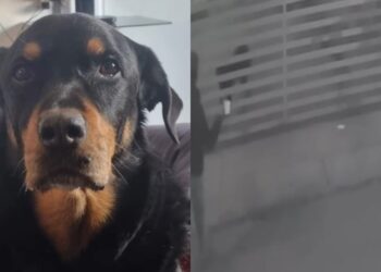 Hombre rocía ácido a perrito en Nogales, Sonora