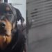 Hombre rocía ácido a perrito en Nogales, Sonora