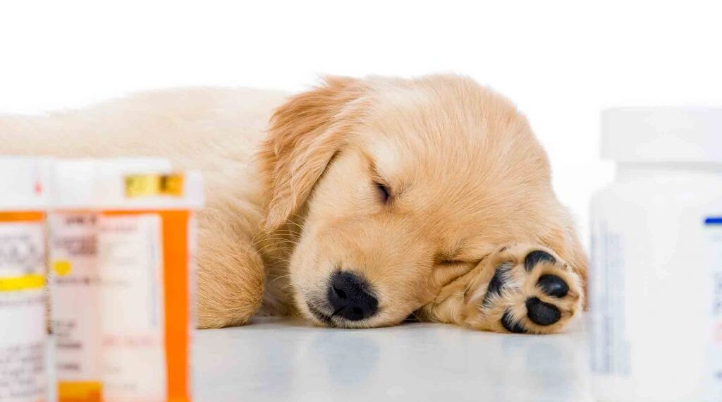 Automedicación en mascotas: por qué dejarlo a los expertos