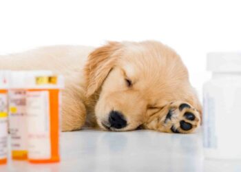 Automedicación en mascotas: por qué dejarlo a los expertos