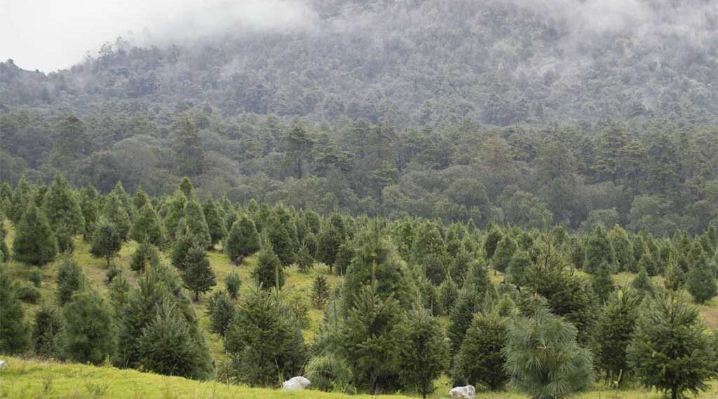 Comienza preparativos en Tlalpan para venta de árboles de navidad