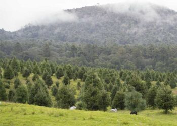 Comienza preparativos en Tlalpan para venta de árboles de navidad