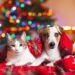 5 regalos de Navidad para tus perros y gatos