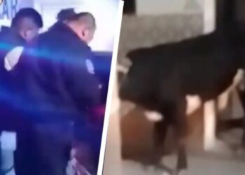 Un toro escapa y se pasea por las calles de Pachuca