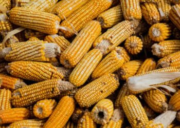 Importación de maíz podría ser afectado por cierre de cruces ferroviarios con EUA