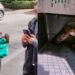 Rescatan a gavilán de una vivienda en la Miguel Hidalgo