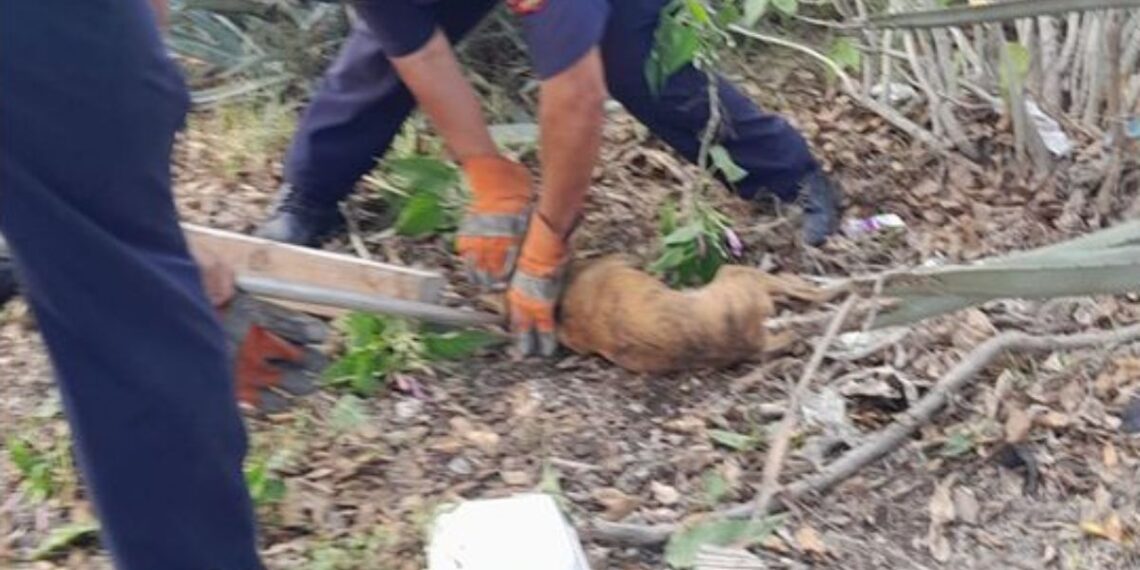 Rescatan a perrito tras quedar atrapado entre plantas de agave en Yucatán