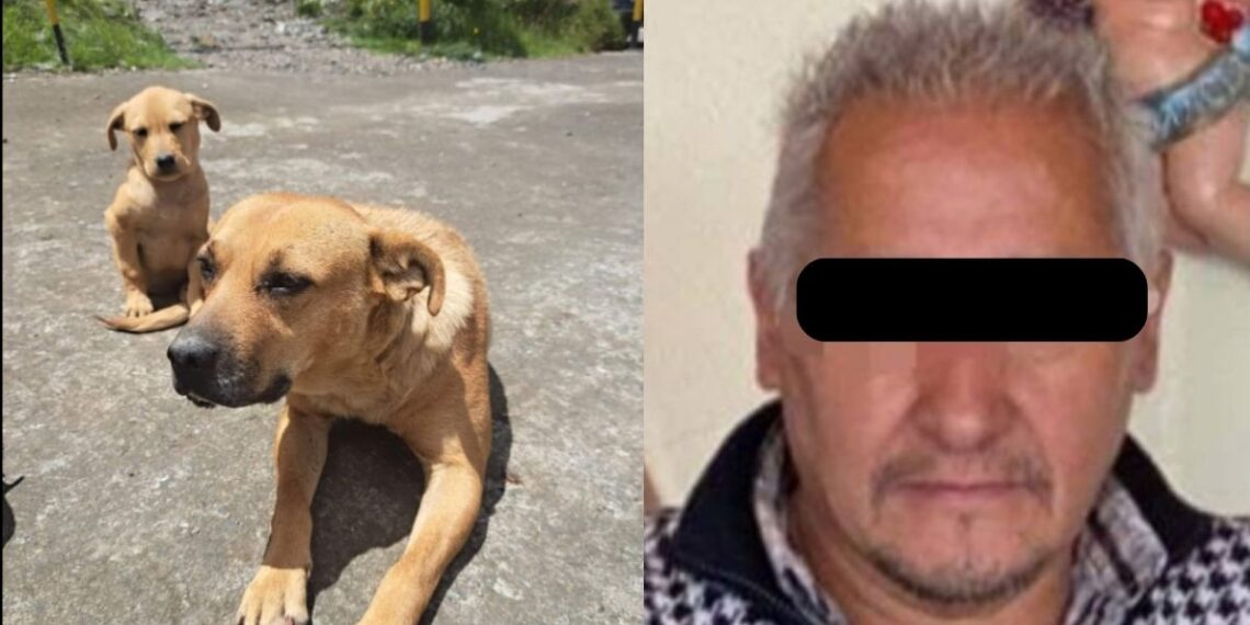 Sentencia a funcionario que envenenó a 8 perritos en Hidalgo