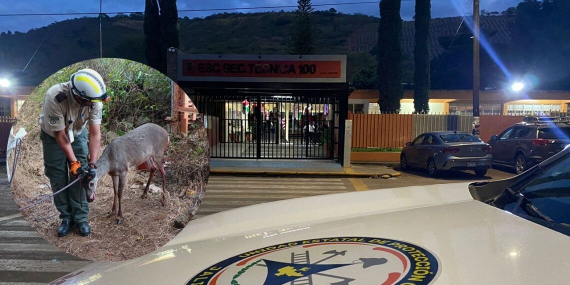 Rescatan a venado herido en una secundaria en Cd. Guzmán, Jalisco